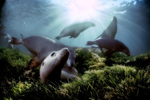 Sealions in sea grass (c)David Doubilet/PPS
